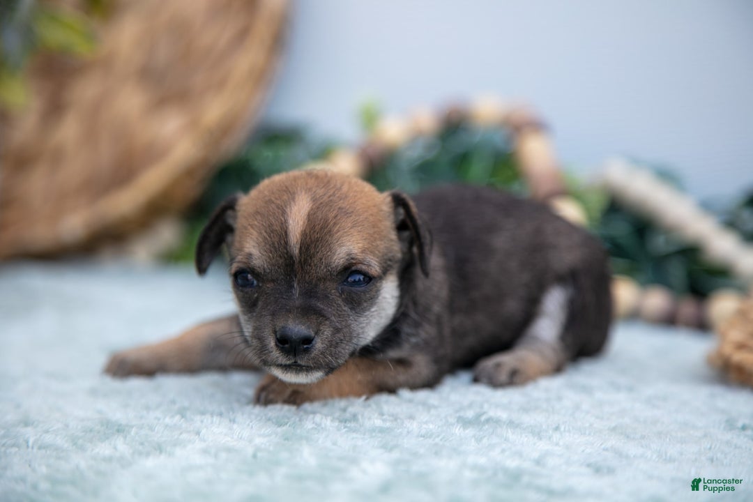 Chihuahua dogs for sale: Nikki - Image 5