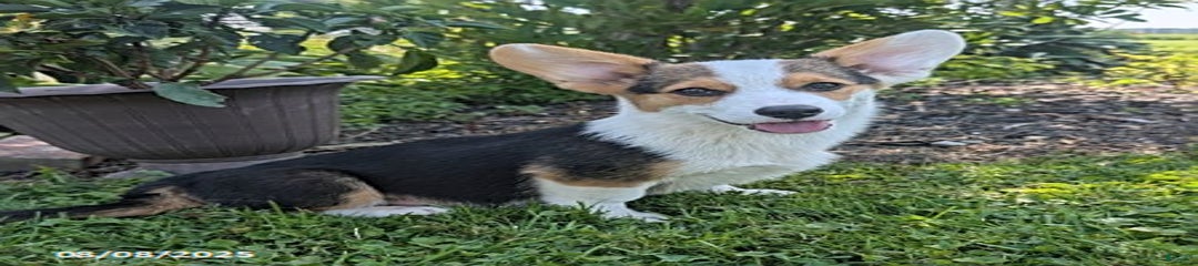 Cooper