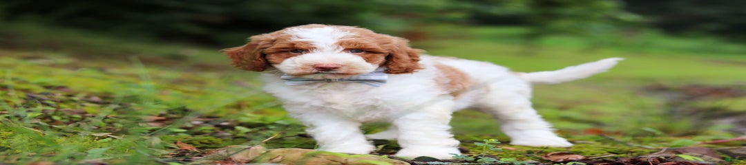Baron