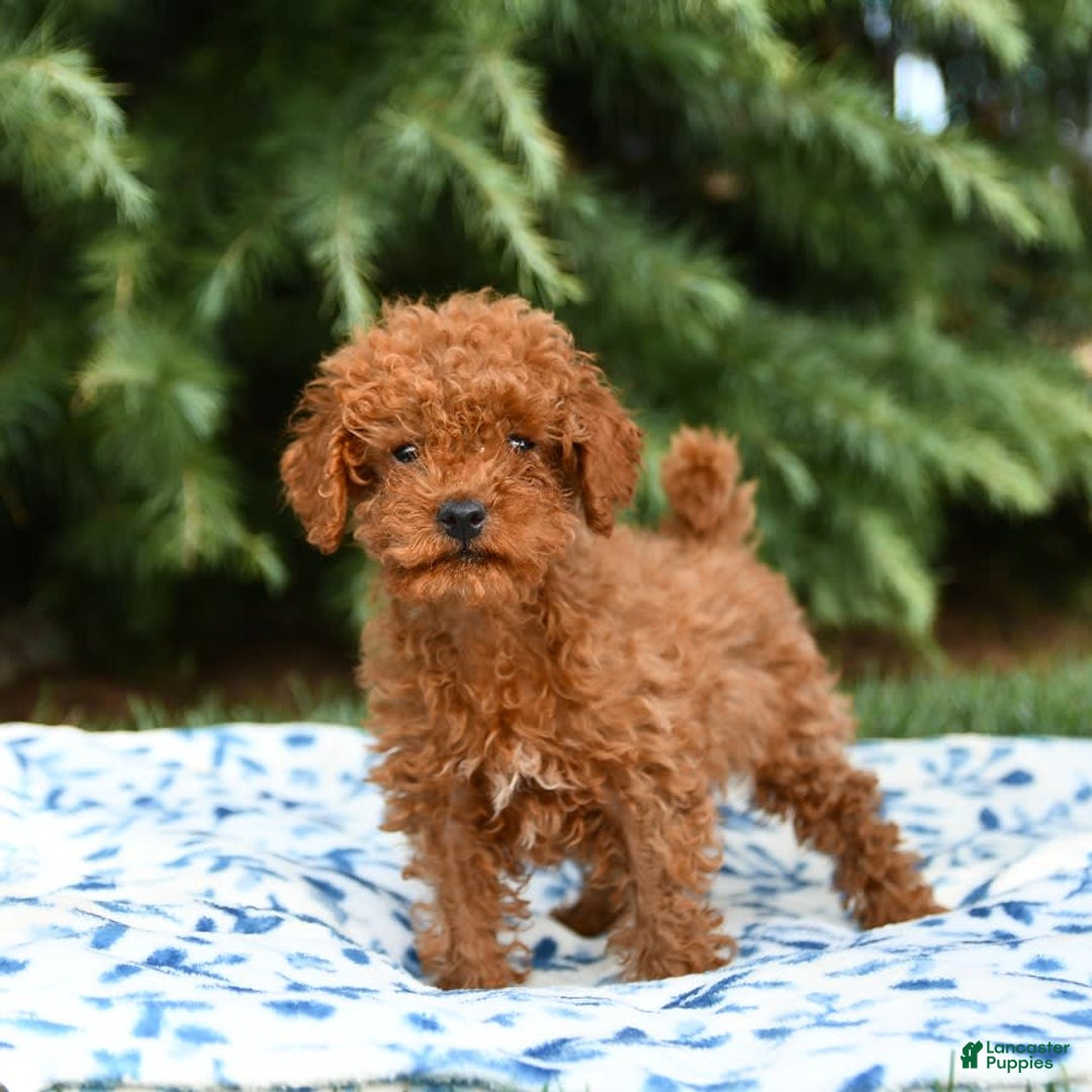 Mini Goldendoodle dogs for sale: Georgia - Image 11