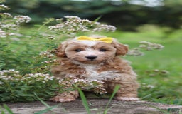 Havapoo dogs for sale: Remi - Image 7