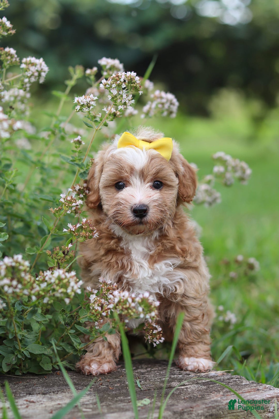 Havapoo dogs for sale: Remi - Image 7