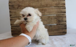 Teddy Bear dogs for sale: Kammy - Image 2