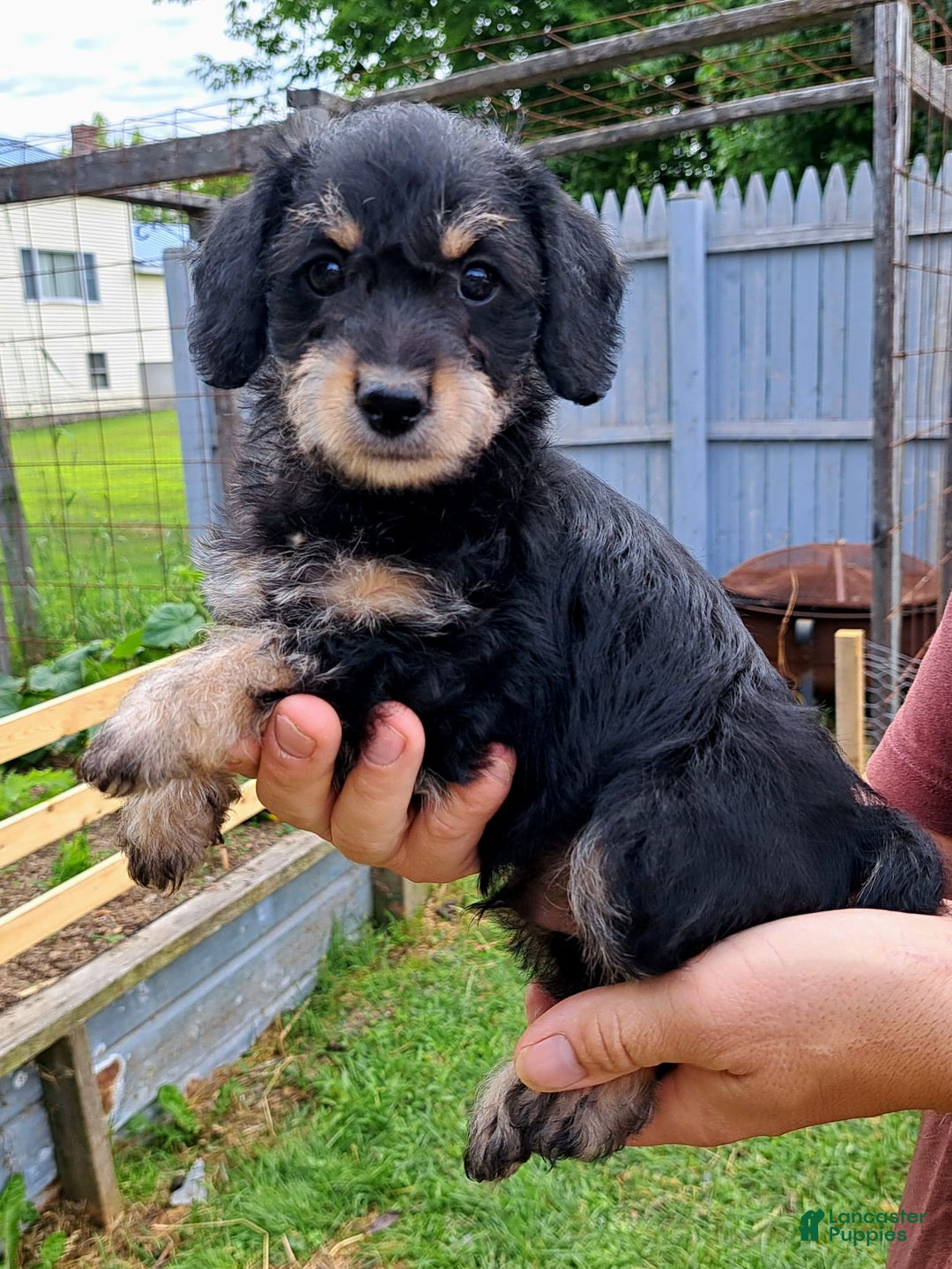 Doxiepoo dogs for sale: Biscuit - Image 11