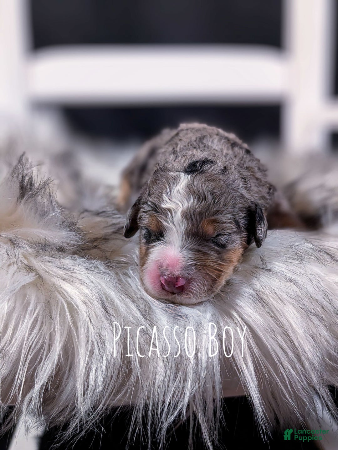 Mini Bernedoodle dogs for sale: Picasso - Image 5
