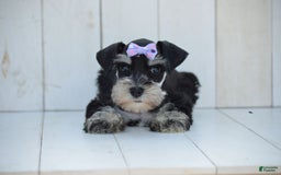 Miniature Schnauzer dogs for sale: Tizzy - Image 3