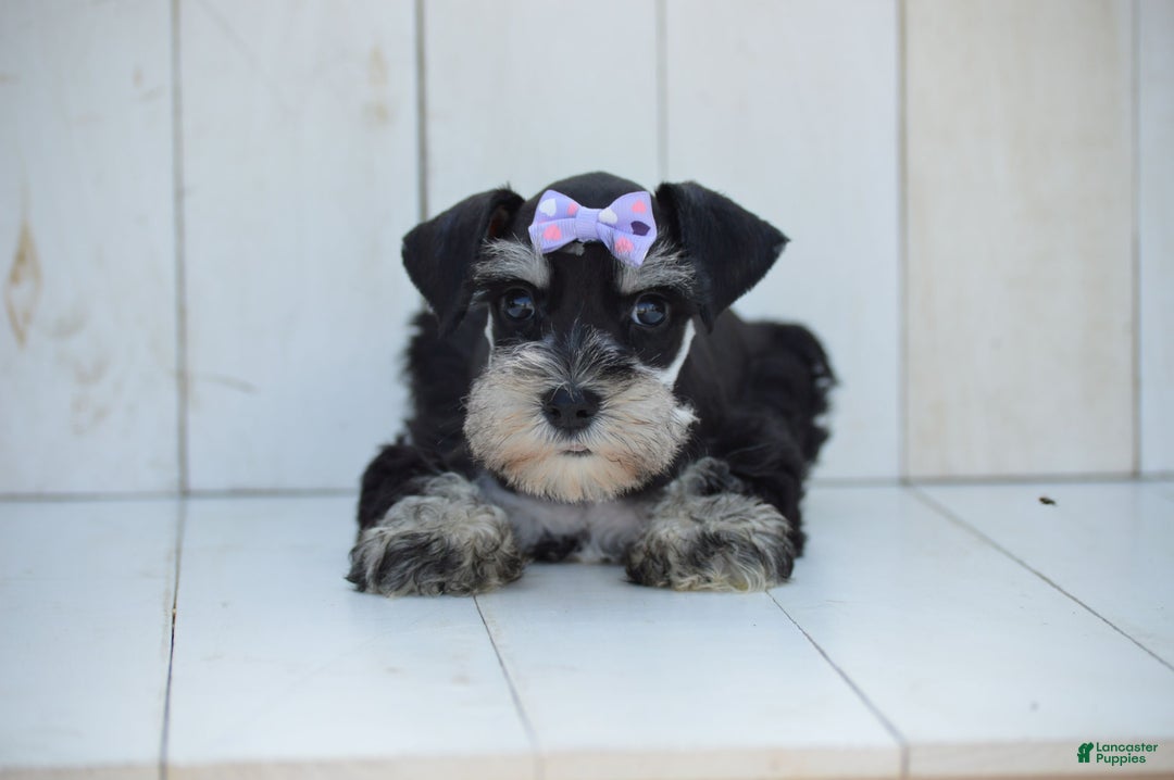 Miniature Schnauzer dogs for sale: Tizzy - Image 3