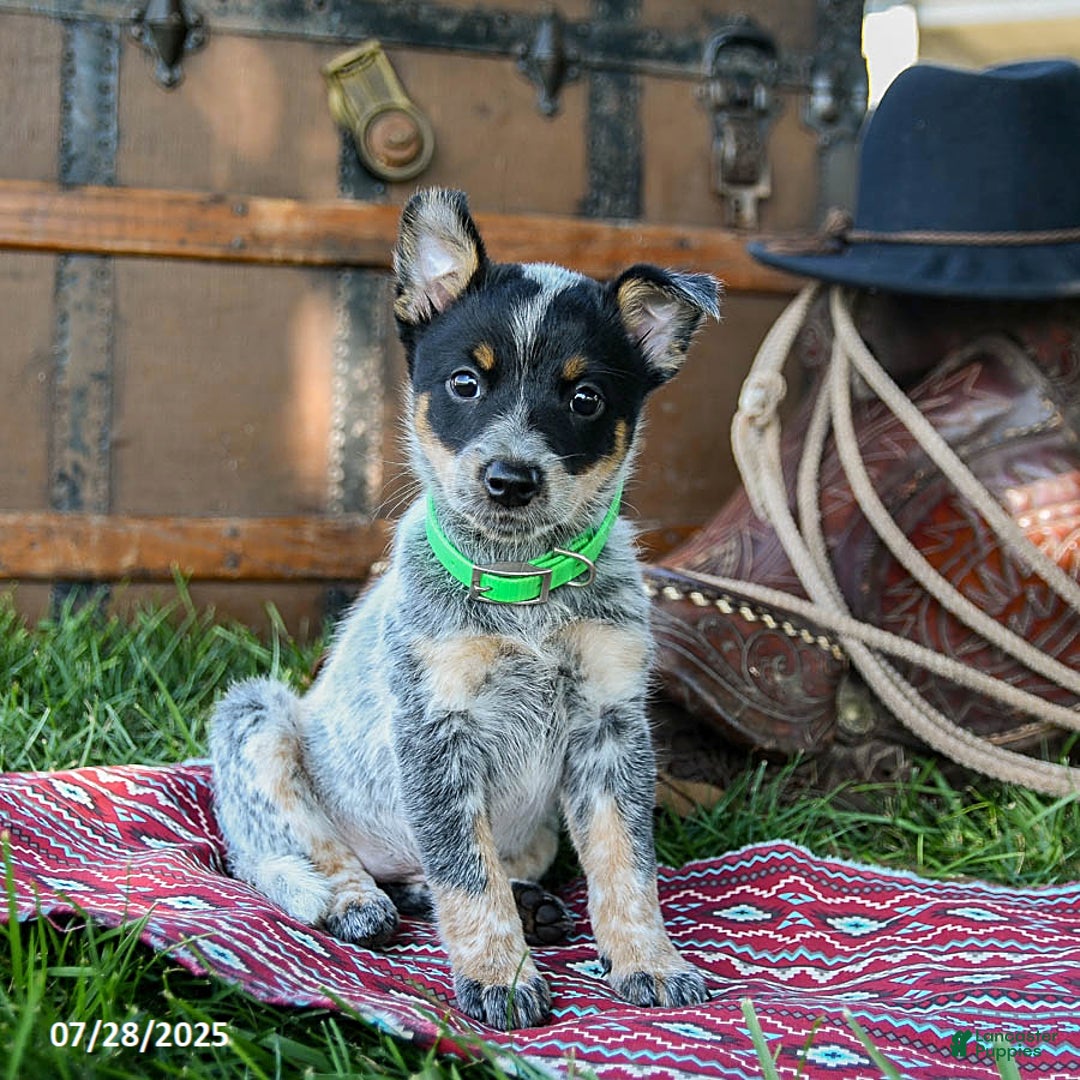 Australian Cattle Dog dogs for sale: Carla - Image 3
