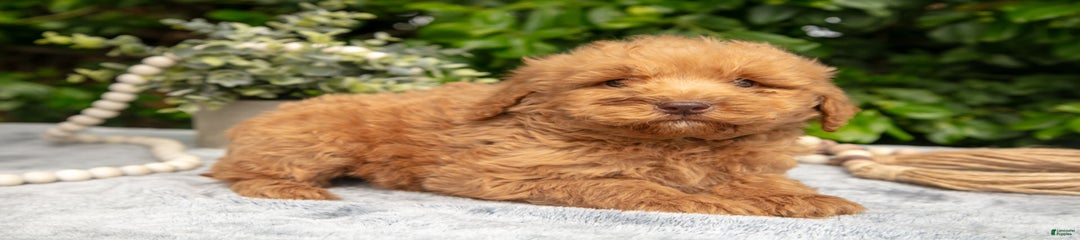 Romeo