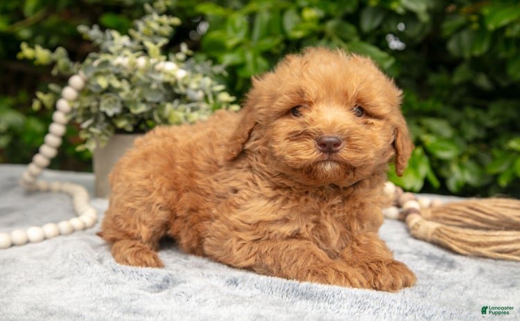 Mini Goldendoodle dogs for sale - Ad 1