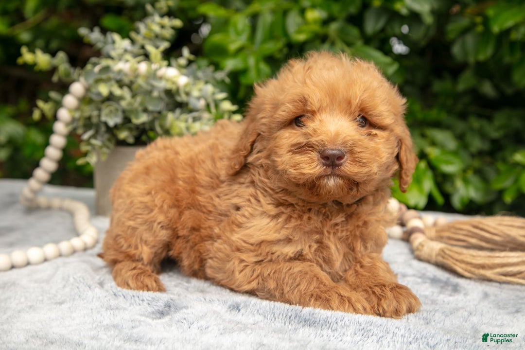 Mini Goldendoodle dogs for sale: Romeo - Image 1