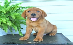 Labrador Retriever dogs for sale: Yosie - Image 3