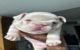 French Bulldog dogs for sale: Koda - Image 3