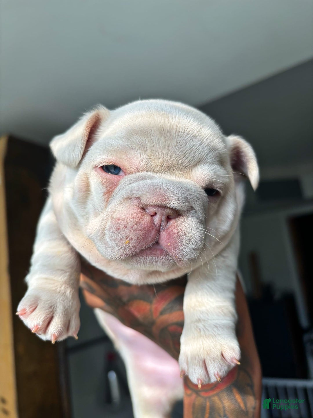 French Bulldog dogs for sale: Koda - Image 3