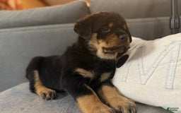 Rottweiler dogs for sale: Bambi - Image 3