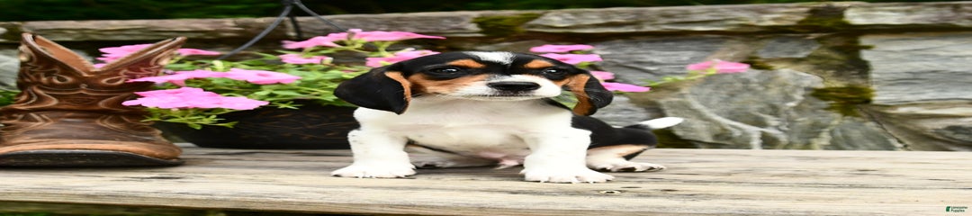 Rascal