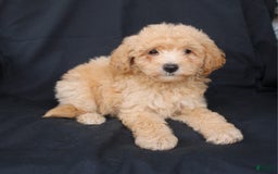 Bichpoo dogs for sale: Buster - Image 1