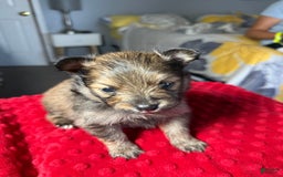 Pomeranian dogs for sale: Mocha - Image 9