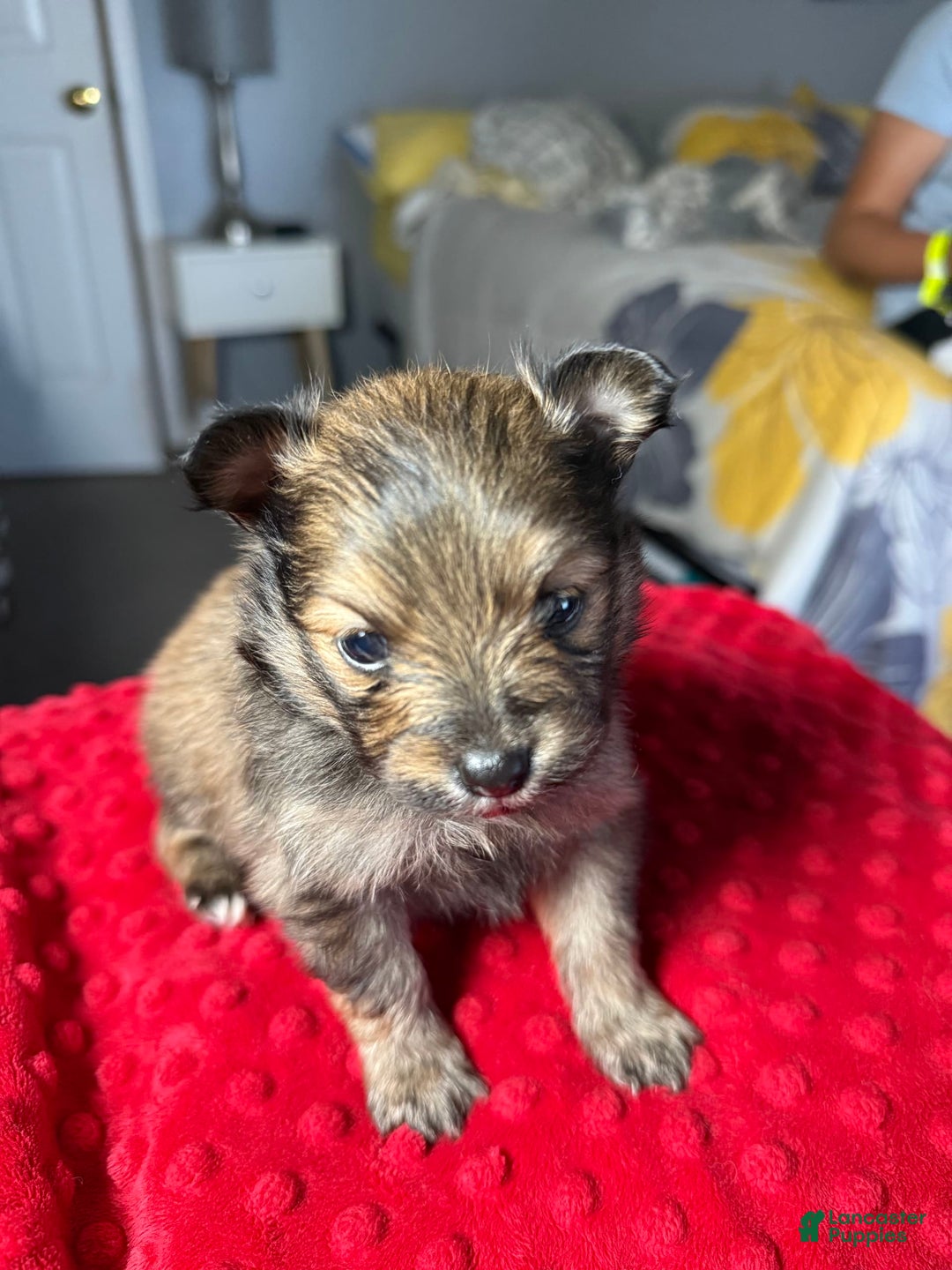 Pomeranian dogs for sale: Mocha - Image 9