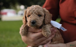 Mini Goldendoodle dogs for sale: Leo - Image 8