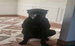 Cane Corso dogs for sale: Black - Image 21