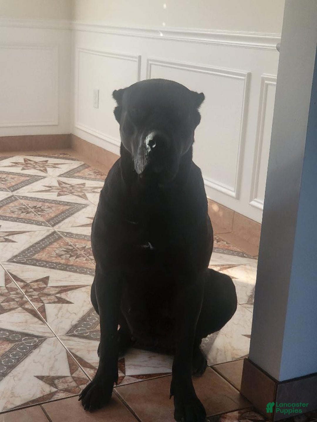 Cane Corso dogs for sale: Black - Image 21