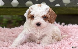 Cavapoo dogs for sale: Bianca - Image 17