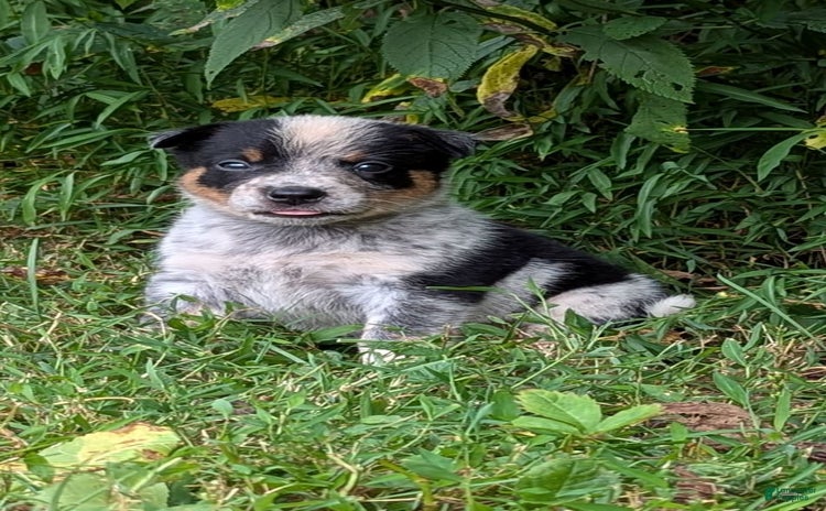 Australian Cattle Dog dogs for sale - Ad 1
