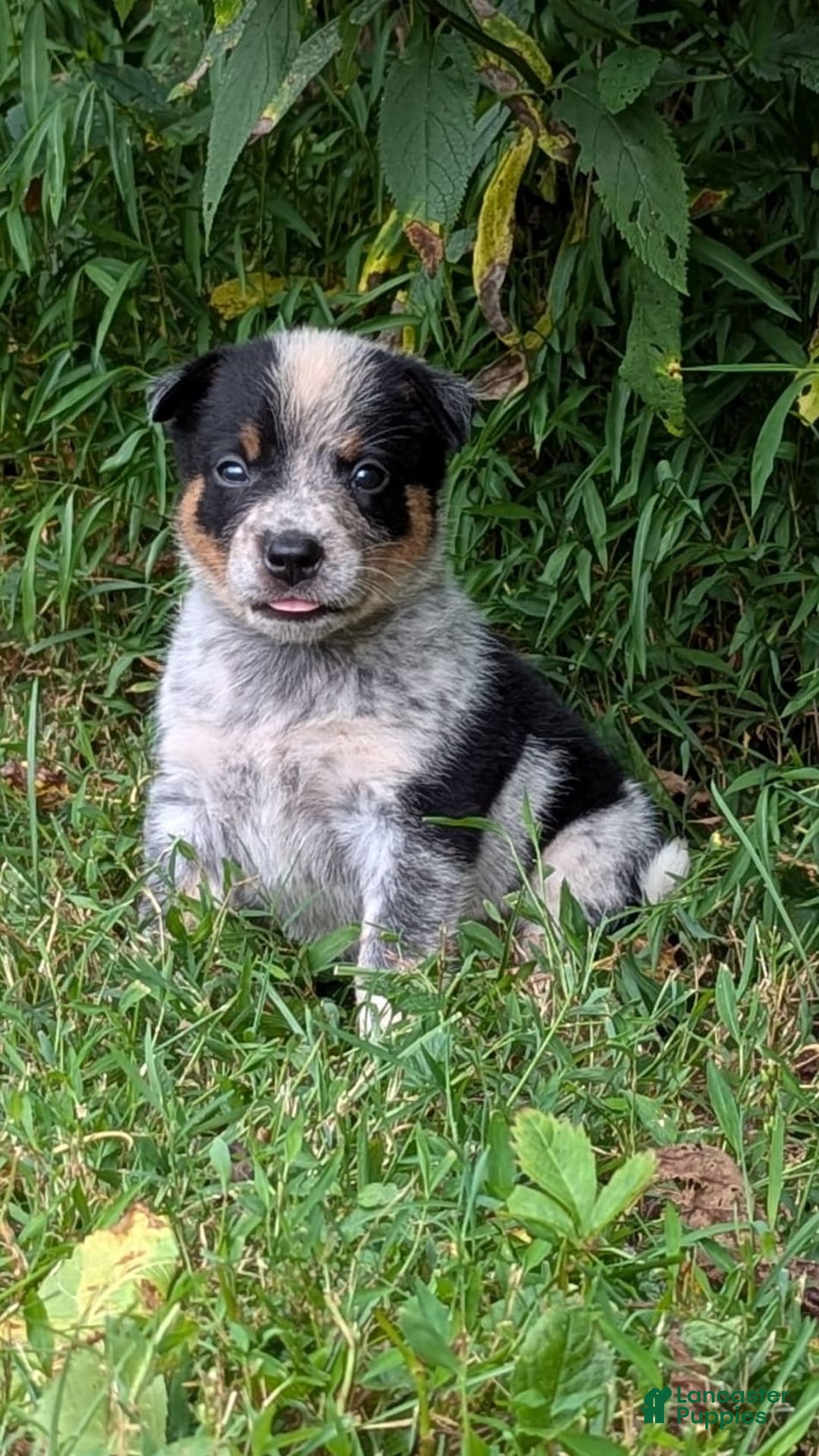 Australian Cattle Dog dogs for sale: Misty - Image 1