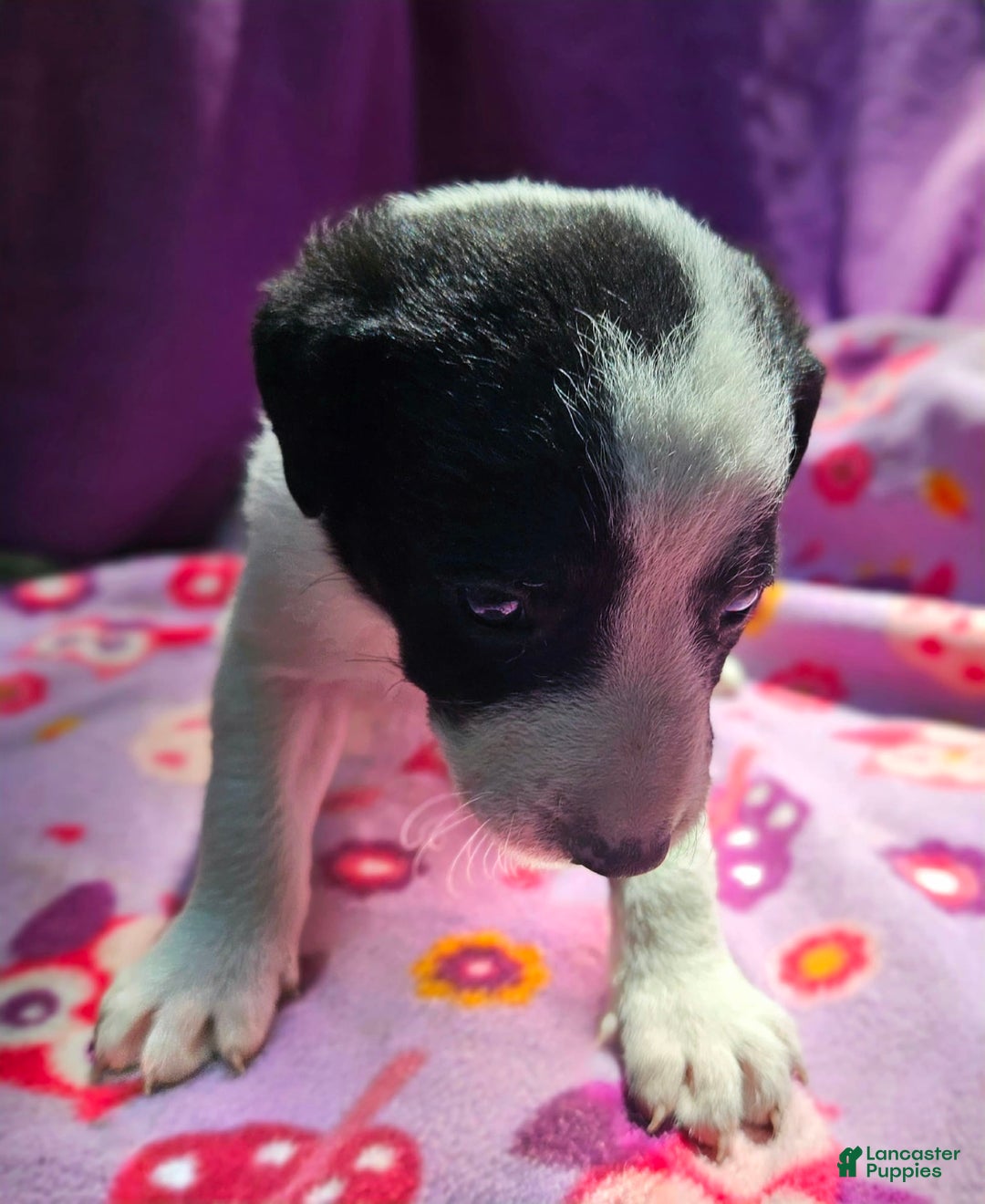 Border Collie dogs for sale: Dolly - Image 3