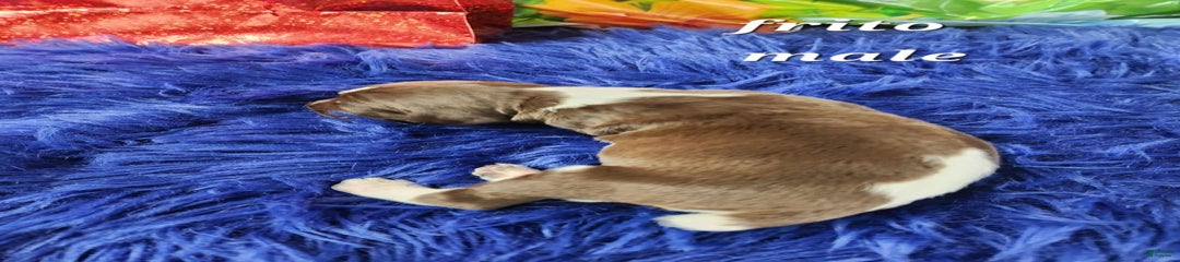 Frito