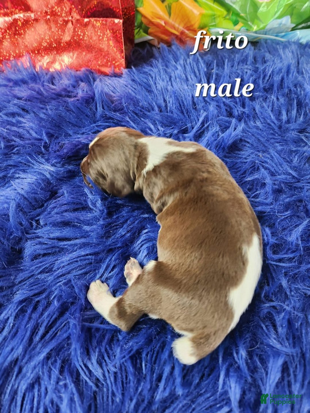 German Shorthaired Pointer dogs for sale: Frito - Image 3