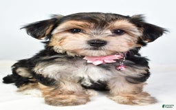 Morkie dogs for sale: Allie - Image 8