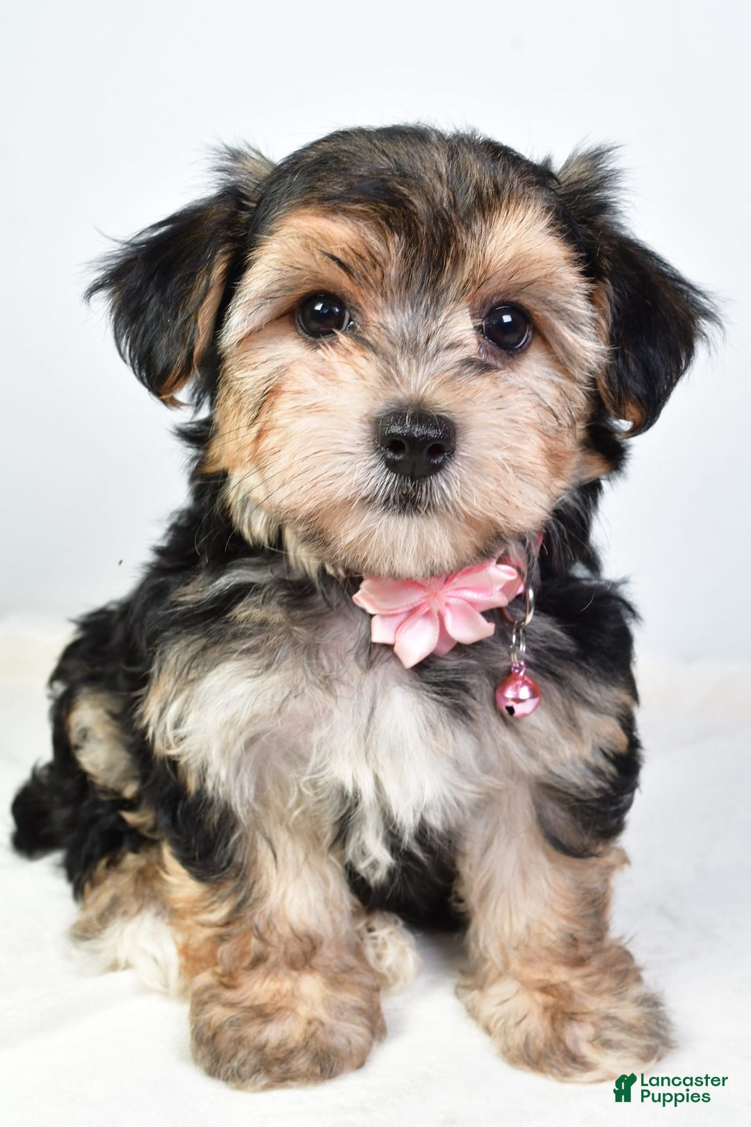Morkie dogs for sale: Allie - Image 8