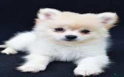 Pomeranian dogs for sale: Duke - Image 11