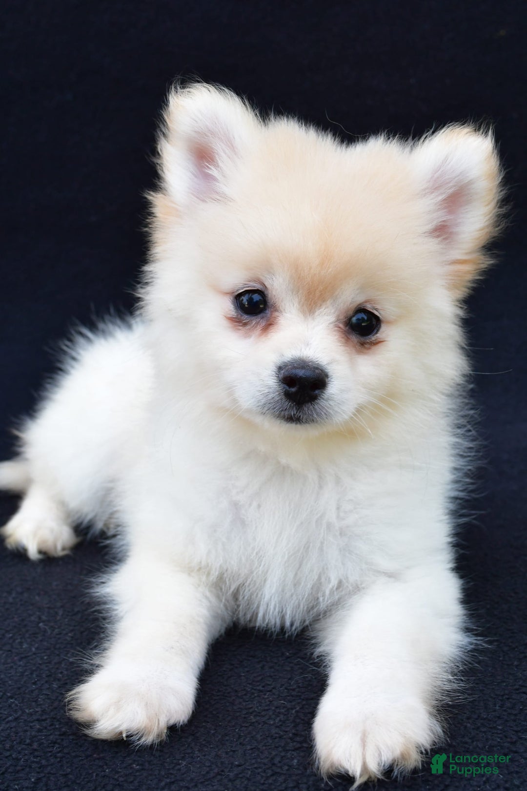 Pomeranian dogs for sale: Duke - Image 11