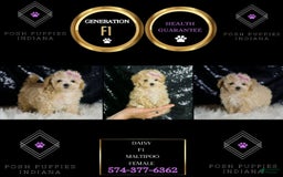 Maltipoo dogs for sale: Daisy - Image 7