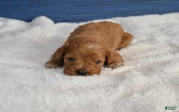 Cavapoo dogs for sale: Cavapoo 6 puppies - Image 32