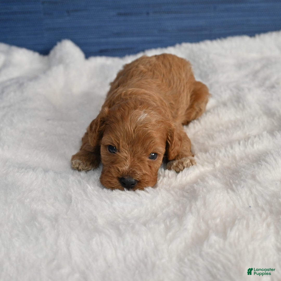 Cavapoo dogs for sale: Cavapoo 6 puppies - Image 32