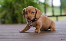 Miniature Dachshund dogs for sale: Miniature Dachshund 3 puppies - Image 15
