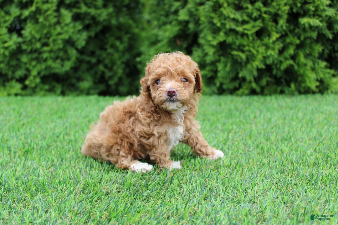 Toy Poodle dogs for sale: Ellie - Image 1