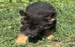 German Shepherd dogs for sale: Daisy - Image 4