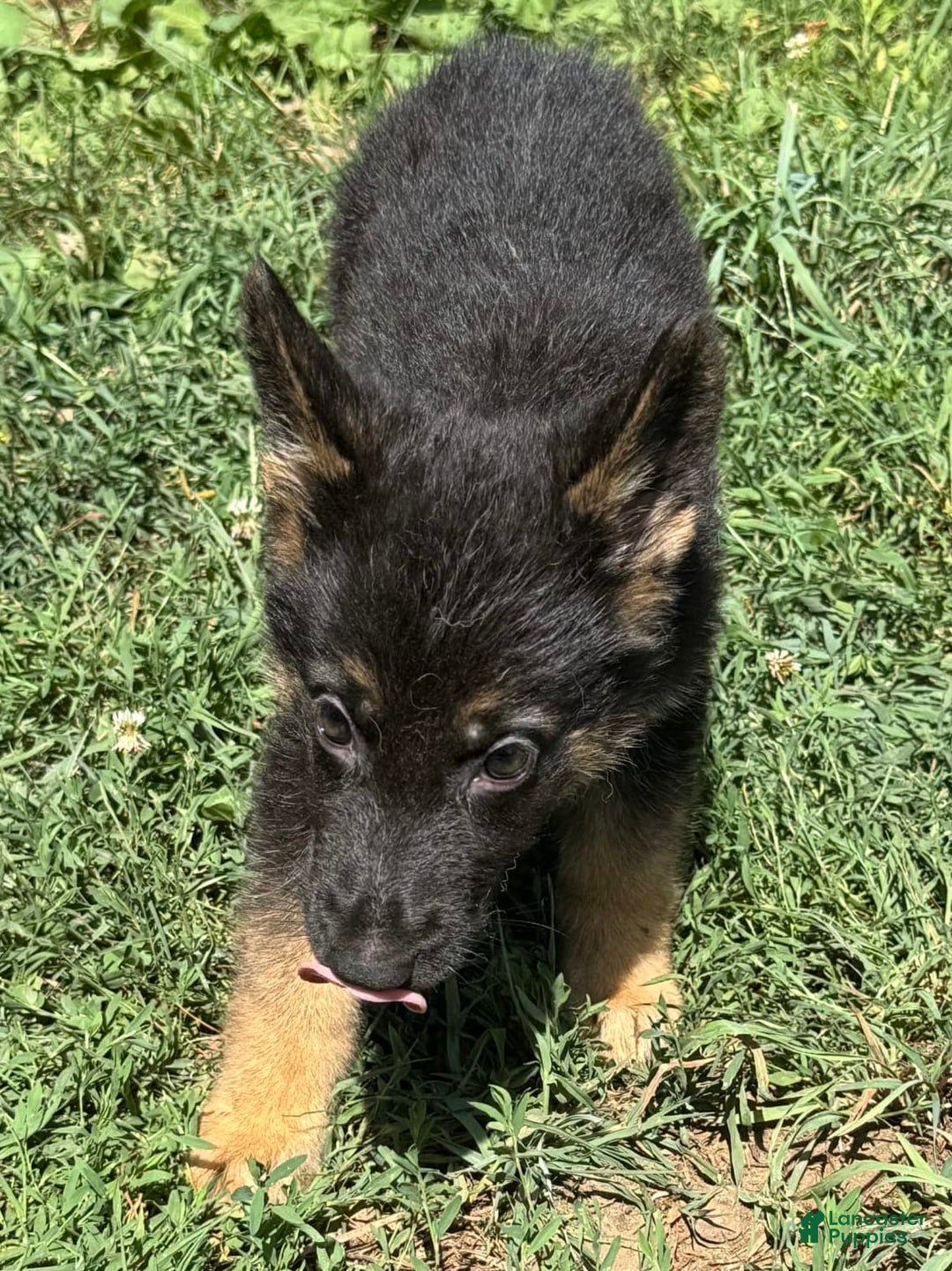 German Shepherd dogs for sale: Daisy - Image 4