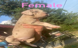 American Bully dogs for sale: Cookie - Image 1