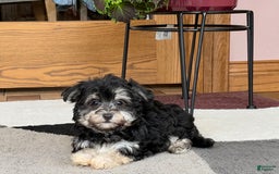 Maltese dogs for sale: Diana - Image 3