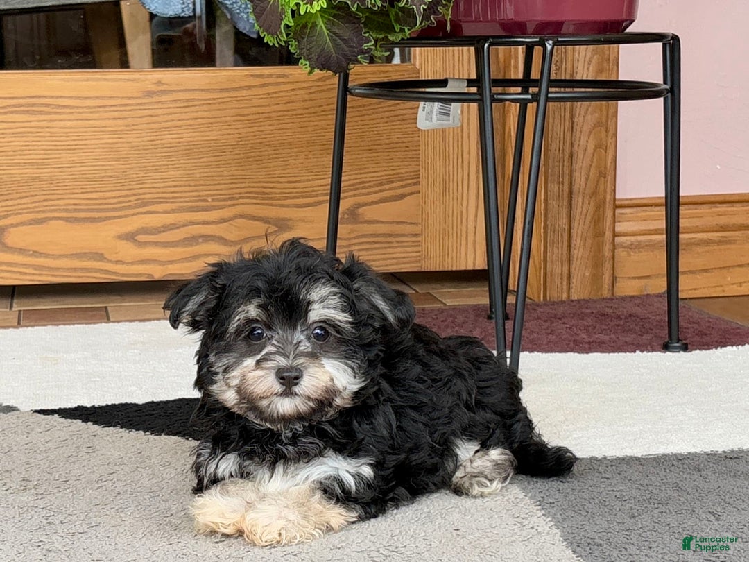 Maltese dogs for sale: Diana - Image 3