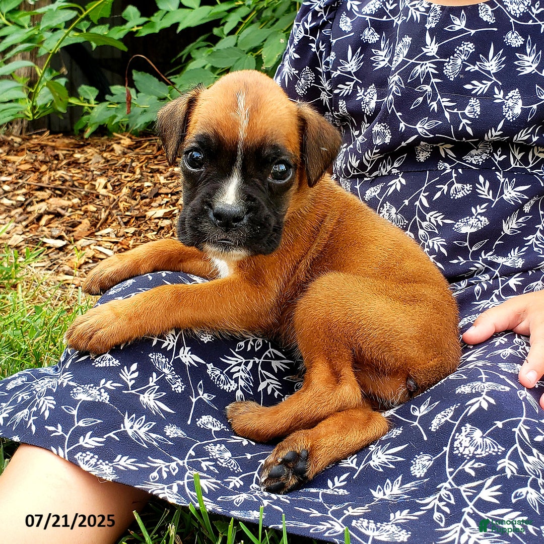 Boxer dogs for sale: Zody - Image 5