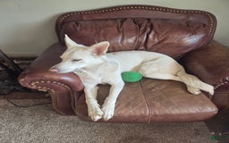 Gerberian Shepsky dogs for sale: Bella - Image 4