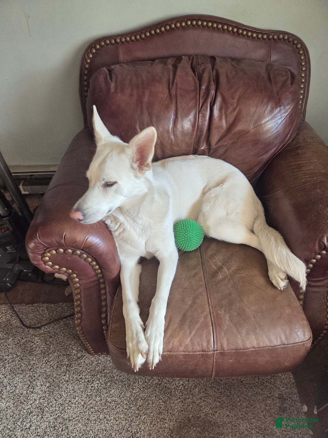 Gerberian Shepsky dogs for sale: Bella - Image 4