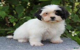 Shihpoo dogs for sale: Delta - Image 6